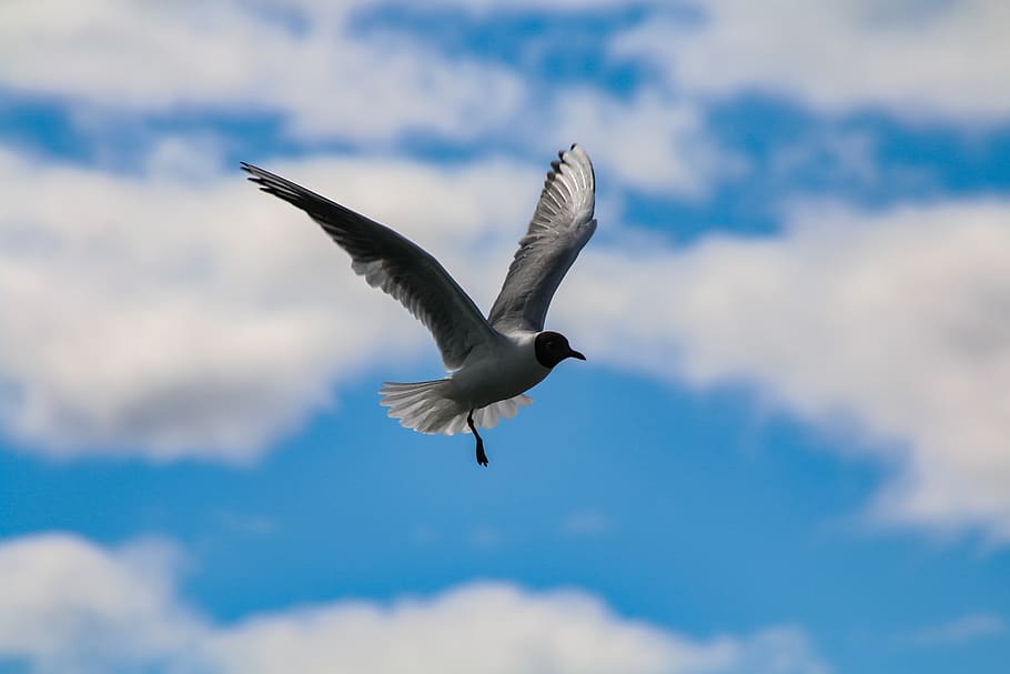 iceland, nature, bird, flying, sky, animal wildlife, animals in the wild HD wallpaper