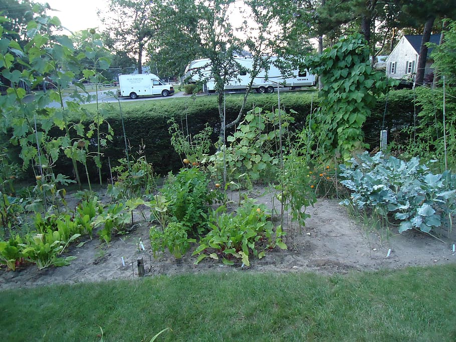 garden, vegetable, vegetables, growing, produce, rows, plant HD wallpaper