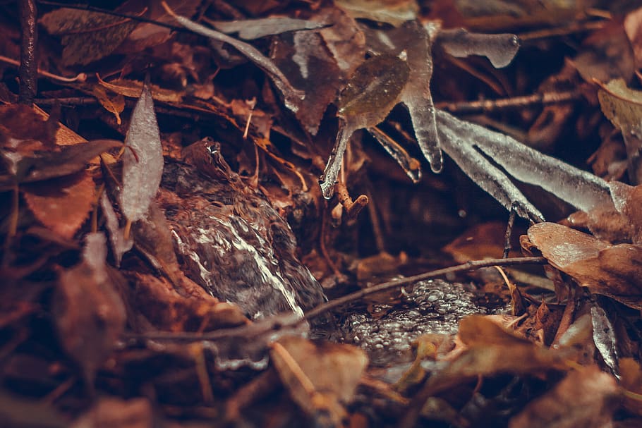 forest, leaves, stream, leaf, plant part, close-up, selective focus HD wallpaper