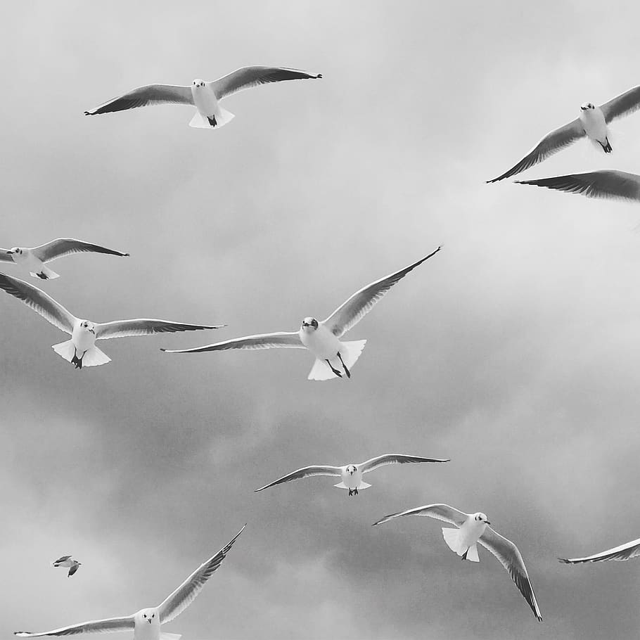 bird, seagull, flight, nature, animal world, gulls, flying HD wallpaper