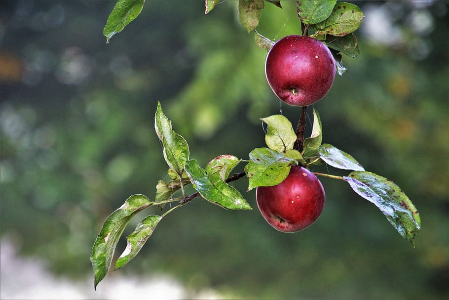 apples, branch, fresh, garden, mature, plant, agriculture, branches HD wallpaper