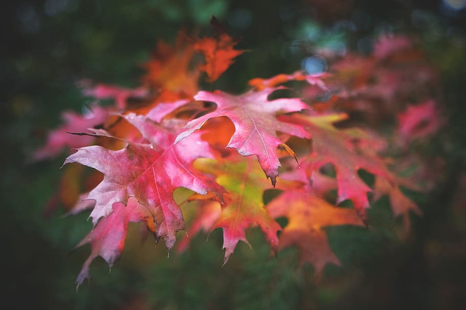 autumn, fall, maroon, leave, leaf, fresh, plant, nature, close-up HD wallpaper