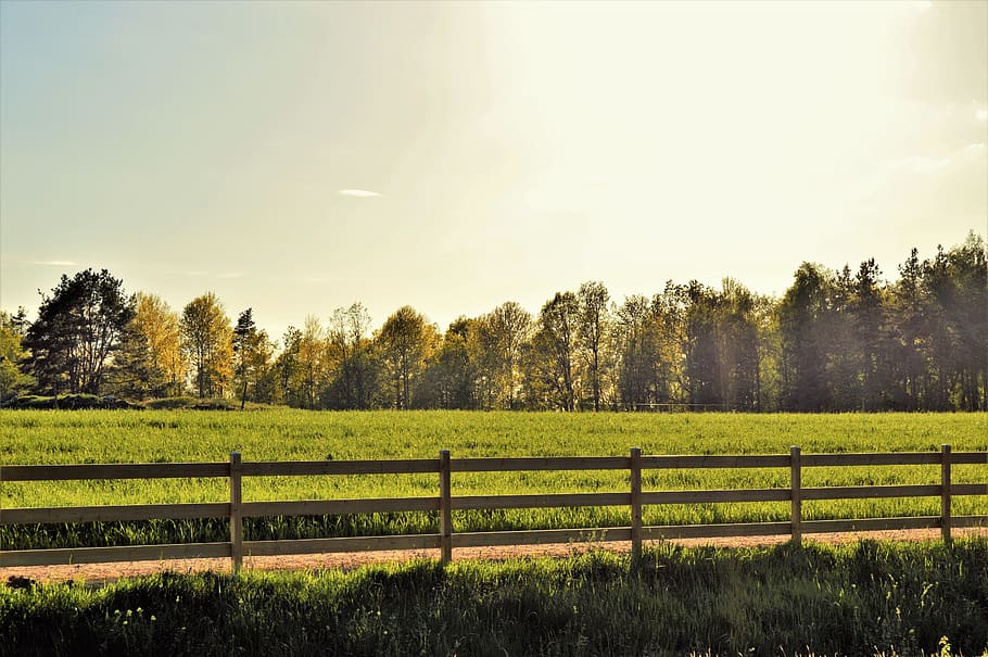 sweden, plant, tree, land, sky, tranquil scene, tranquility HD wallpaper