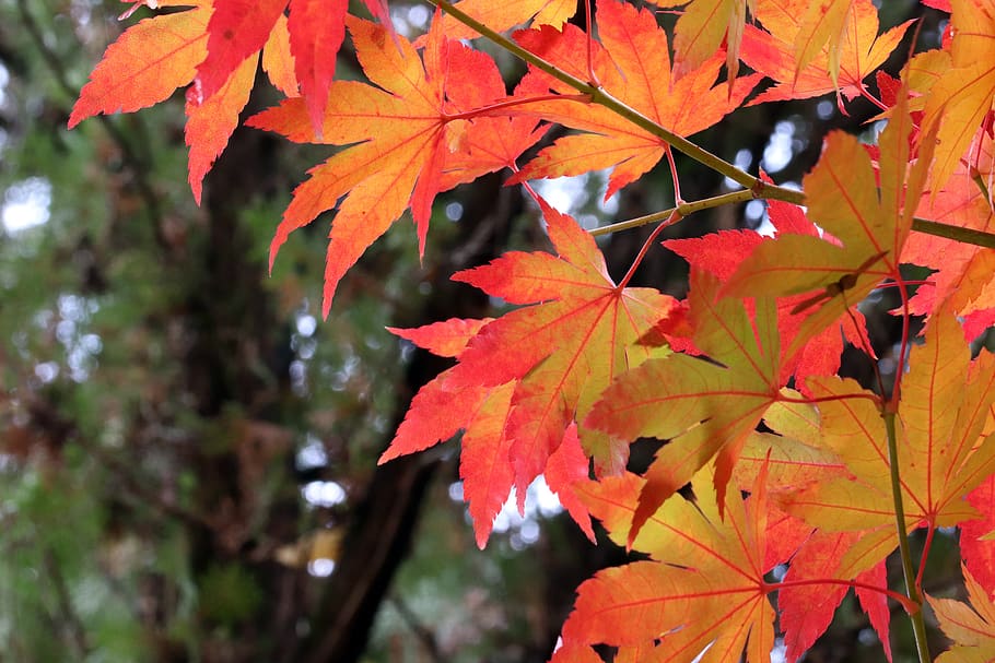 autumn leaves, maple, the leaves, nature, leaf, colorful, season, HD wallpaper