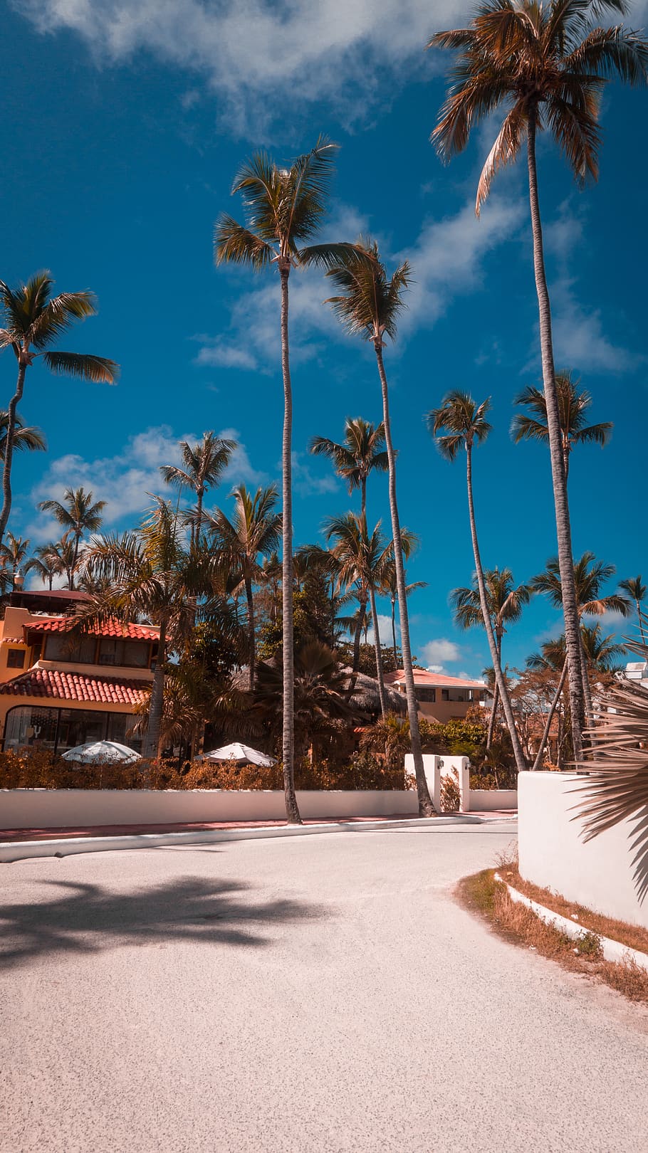 palm trees, summer, arecaceae, plant, tropical, building, housing HD wallpaper