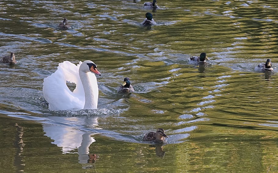 swan, white, entourage, ducks, swim, water, animal themes, bird HD wallpaper