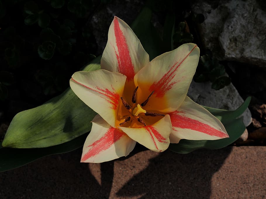 tulip, spring, april, garden, frühlingsanfang, flowers, tulips HD wallpaper