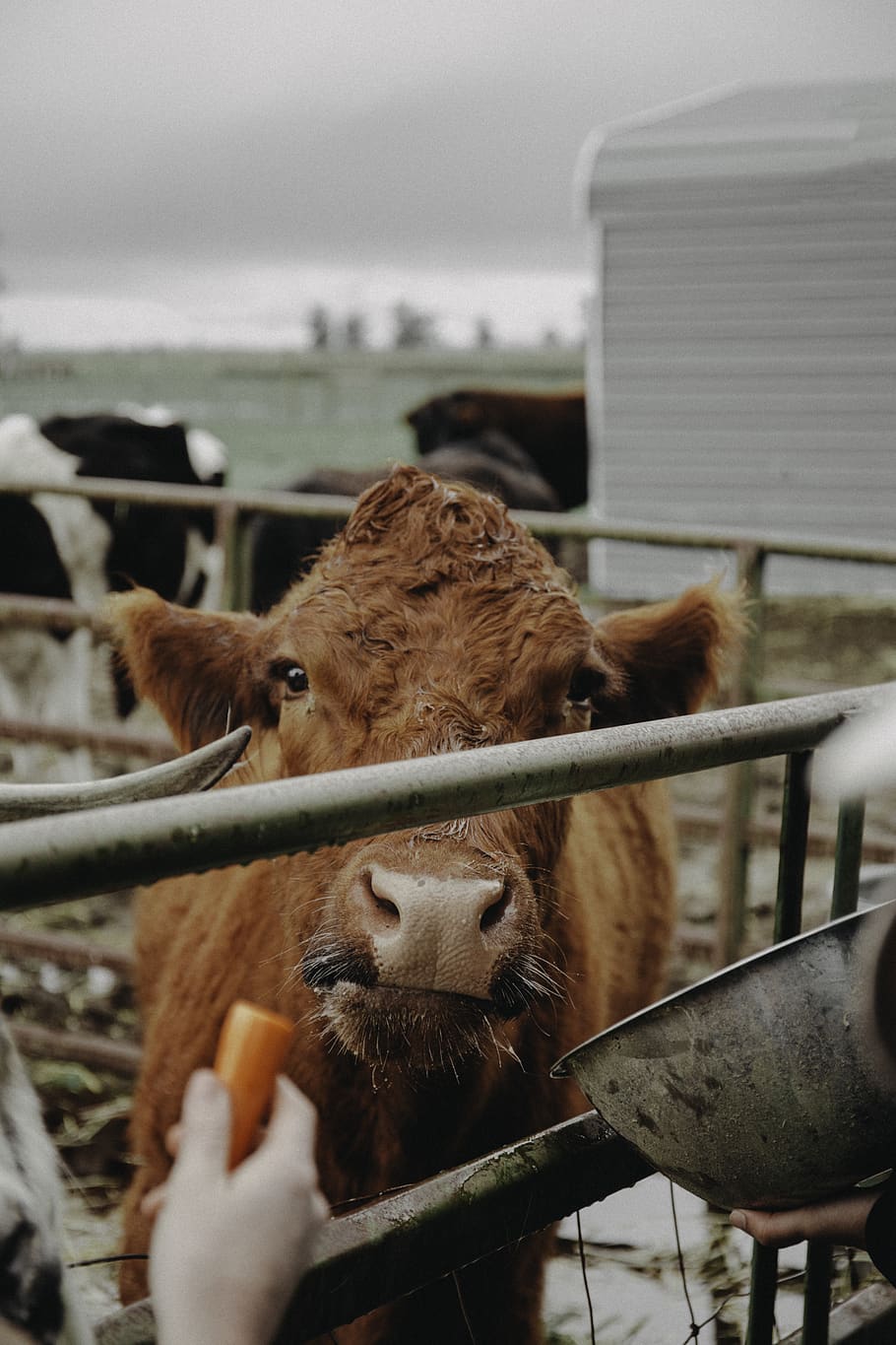 feeding brown cattle, mammal, animal themes, vertebrate, domestic animals HD wallpaper