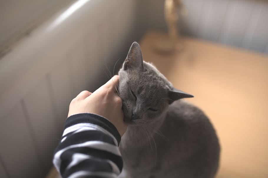 warm, grey, scratch, soft, daylight, cute, cat, pets, domestic HD wallpaper