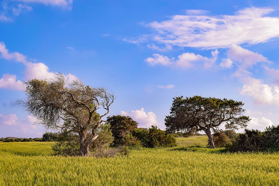 nature, field, landscape, sky, agriculture, tree, rural, countryside HD wallpaper