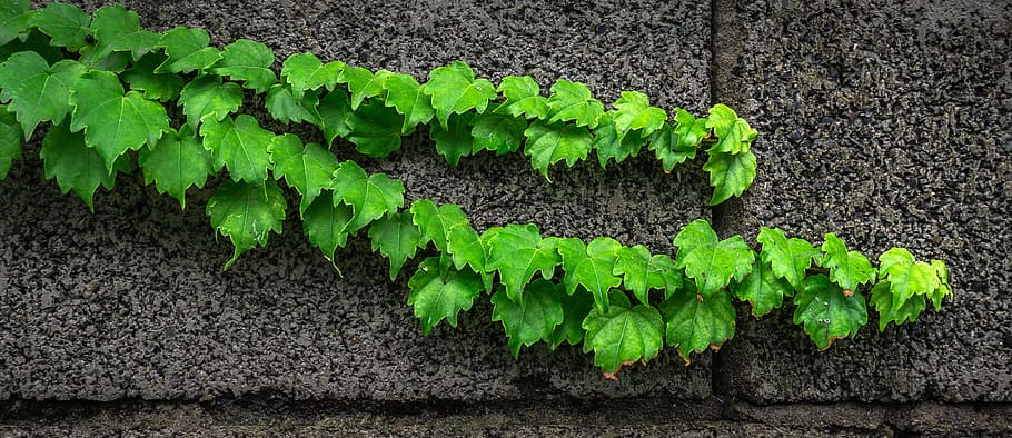 Green Leaves on Gray Surface, cement, climbing plant, growth, HD wallpaper