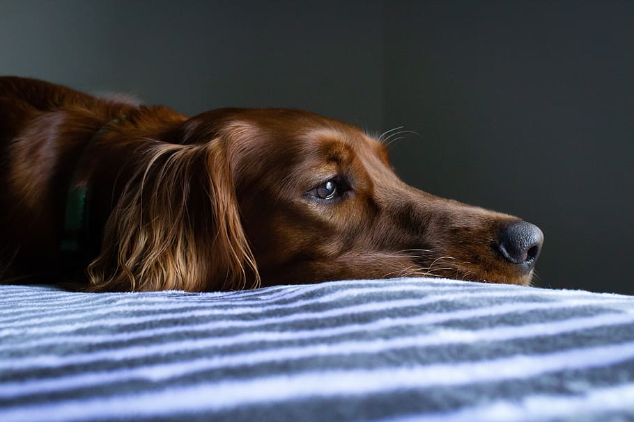 short-coat brown dog lying on blue and white striped bedspread, HD wallpaper