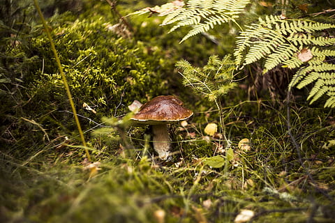 fungus, forest, day, autumn, mushrooms, red, toxic, hat, toadstool HD wallpaper