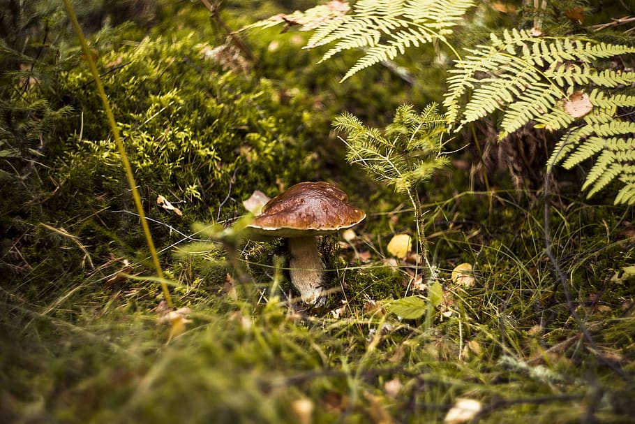 fungus, forest, day, autumn, mushrooms, red, toxic, hat, toadstool HD wallpaper