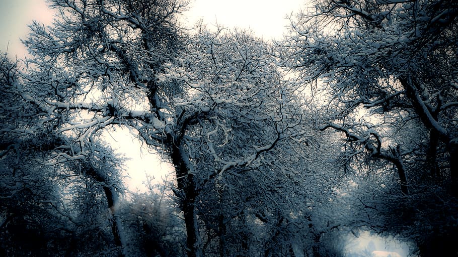 trees, plant, nature, forest, branch, snow, winter, cloud, sky HD wallpaper