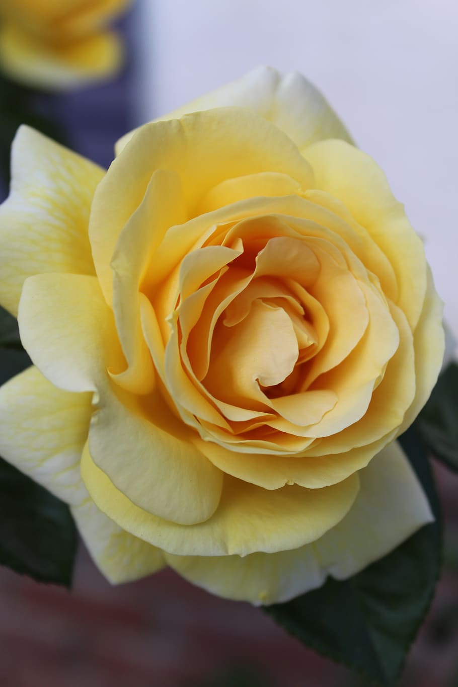 Yellow Rose Flower in Close-up Photography, anniversary, beautiful HD wallpaper
