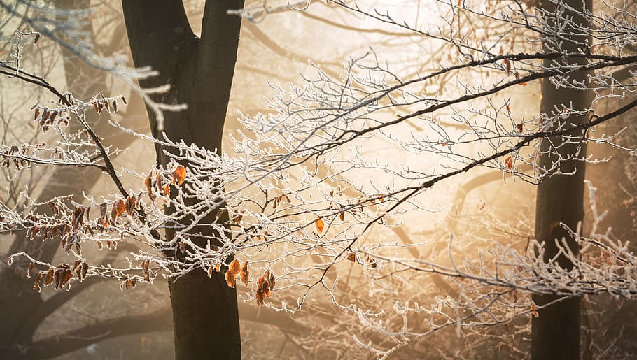 Frost Trees, branch, bright, close-up, cold, environment, forest HD wallpaper