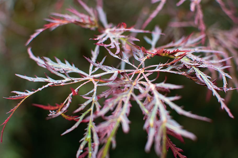Selective Focus Photo of Green-and-maroon Leaves at Daytime, blurred background HD wallpaper
