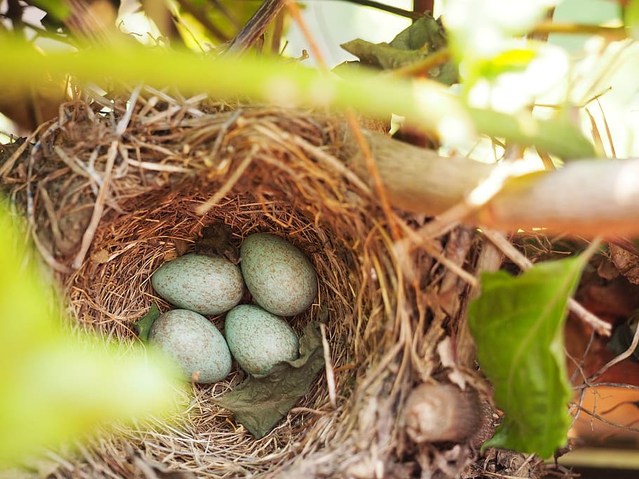 four bird's eggs on nest, animal nest, beginnings, nature, new life HD wallpaper