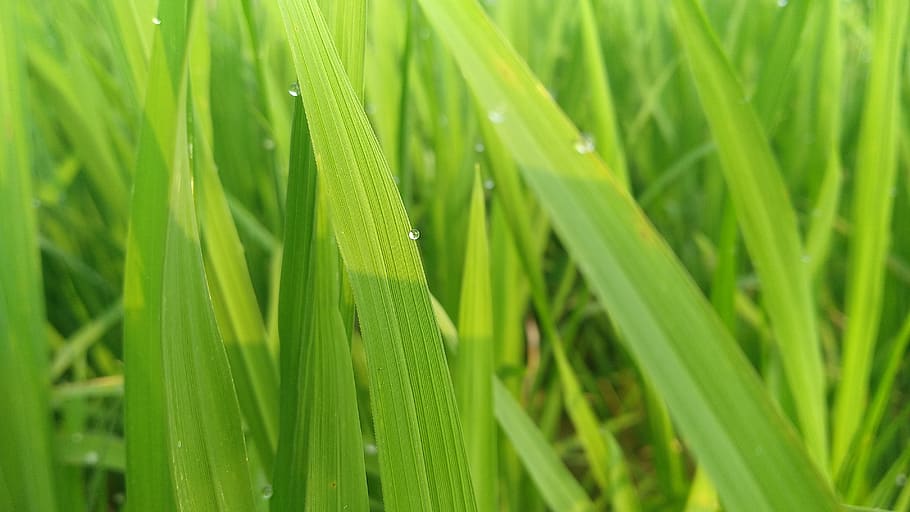 growth, grass, leaf, flora, lush, green color, plant, beauty in nature HD wallpaper