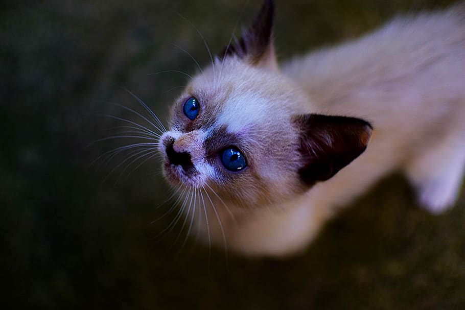cat, kitten, animals, cute, feline, pet, pets, adorable, hairy HD wallpaper