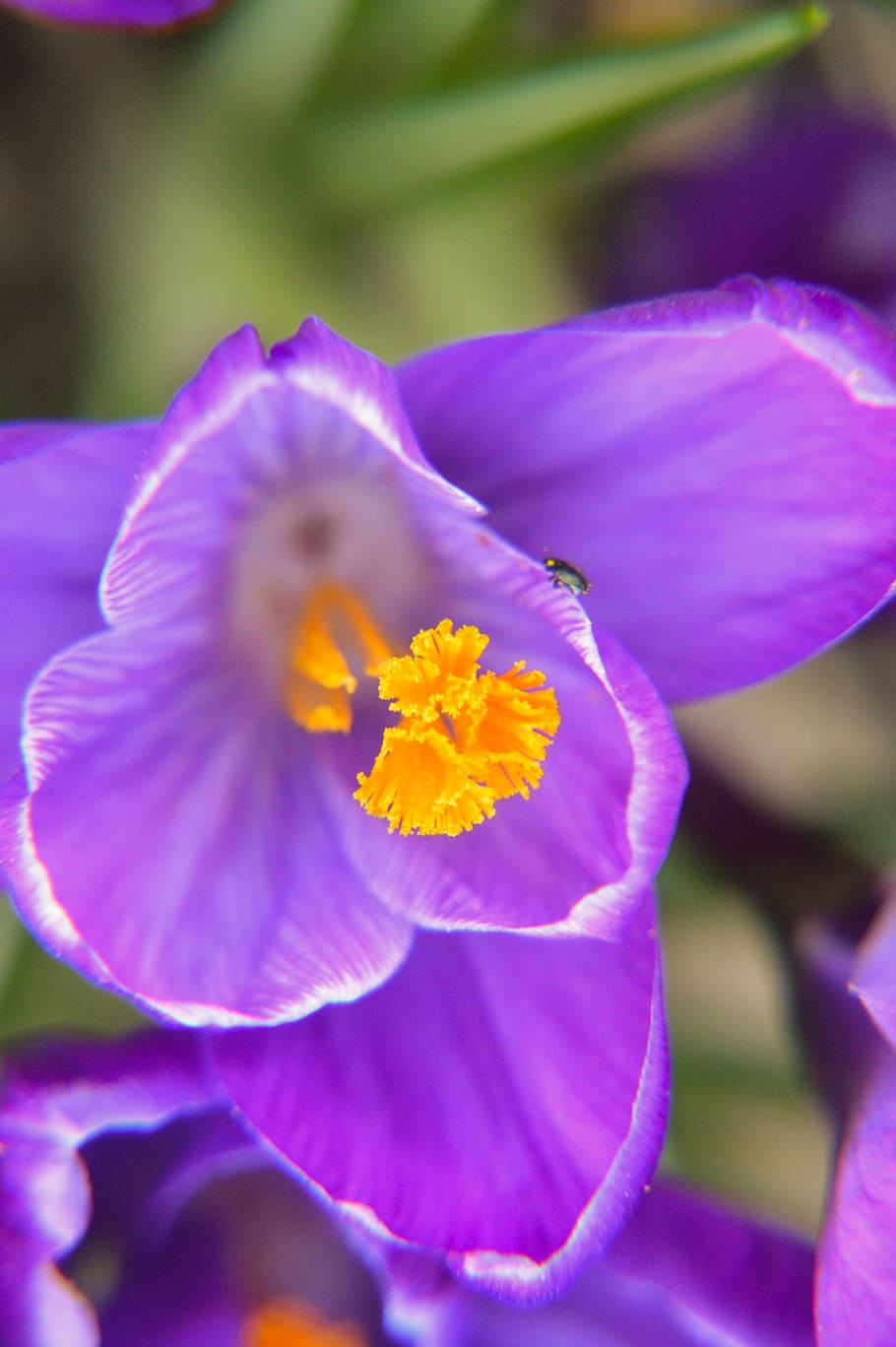 crocus, flower, purple, plants, nature, spring, color, garden HD wallpaper
