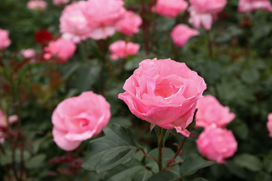 rose, flowers, rose garden, nature, beautiful, park, pretty flowers, HD wallpaper