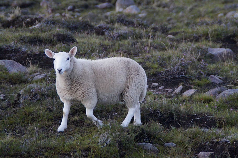 sheep, highlands and islands, scotland, white, running, scottish