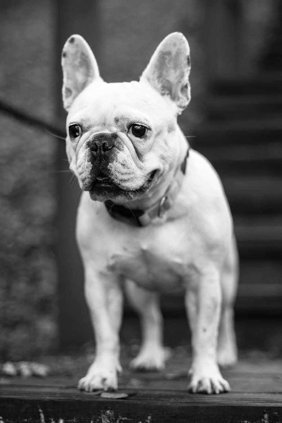 Frenchie black and white 1080P, 2K, 4K, 5K HD wallpapers free download ...