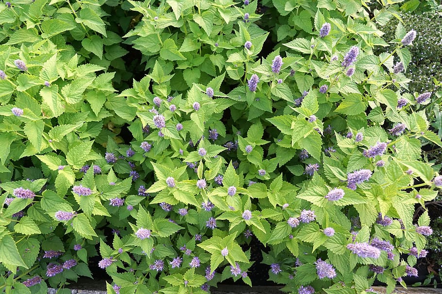 mint, herb, healthy, eat, tee, field, peppermint, herbs, leaves HD wallpaper