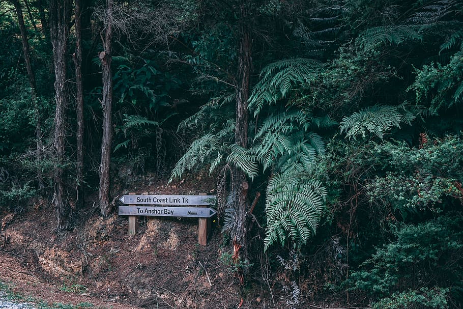 Brown Wooden Signage Near Trees at Daytime, arrow, daylight, environment HD wallpaper