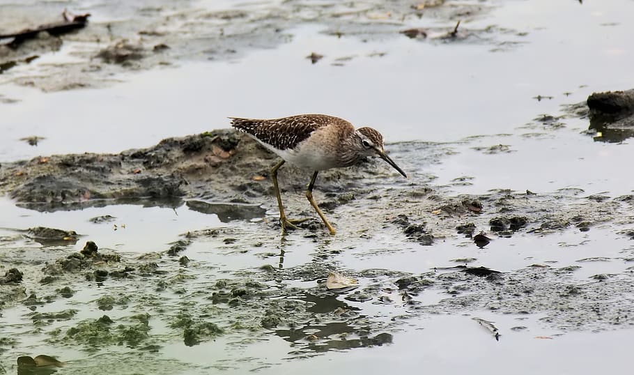 migratory, bird, wild, wildlife, wetland, march, wood, sand HD wallpaper