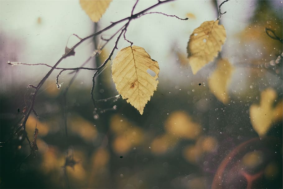 leaves, branches, plant part, leaf, nature, no people, water HD wallpaper