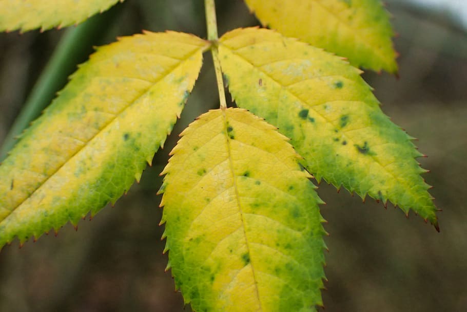 autumn, branch, closeup, fall, flora, foliage, forest, green HD wallpaper