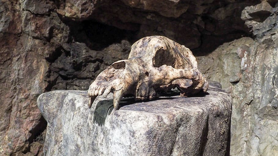 skull, bear, cave, animal themes, animal wildlife, animals in the wild HD wallpaper