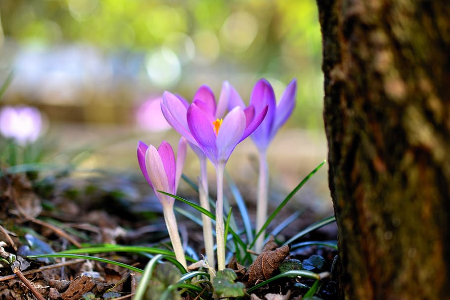 crocus, early bloomer, spring, nature, flowers, violet, frühlingsanfang HD wallpaper