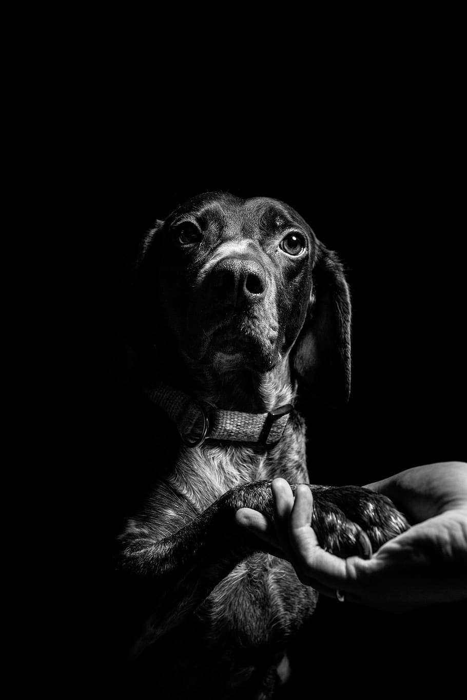 pet dog, one animal, canine, domestic, mammal, pets, domestic animals HD wallpaper
