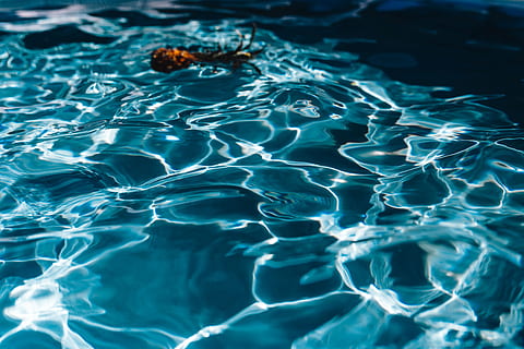 Pineapple in a swimming pool, day, summer, water, copyspace, fruits HD wallpaper