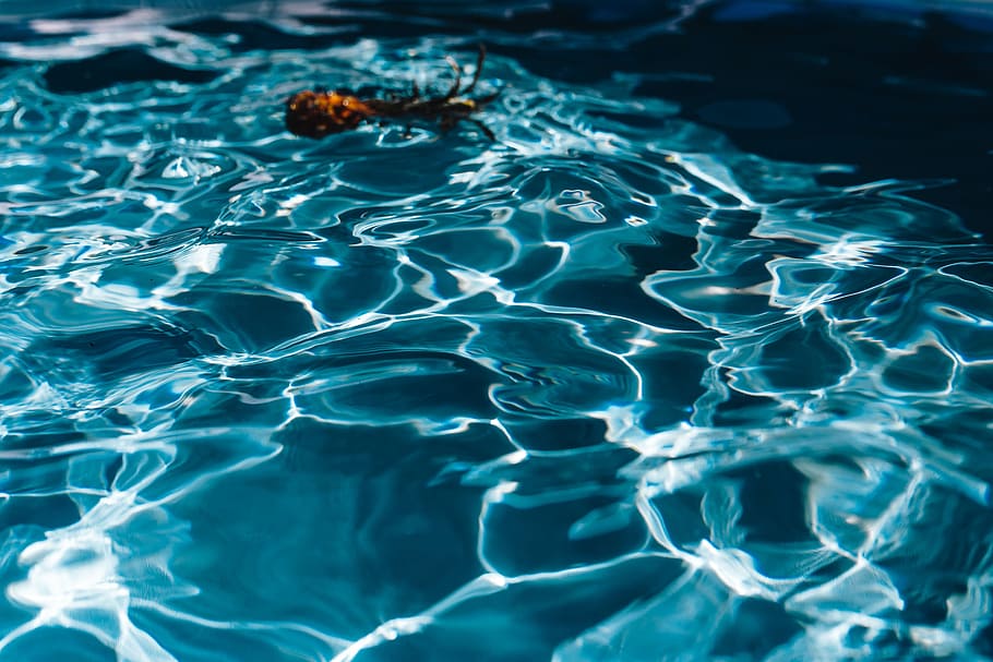 Pineapple in a swimming pool, day, summer, water, copyspace, fruits HD wallpaper