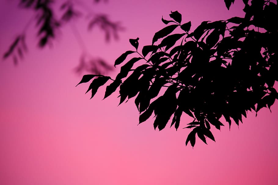 Silhouettes of Leaves during Dawn, backlit, blur, close-up, sky HD wallpaper