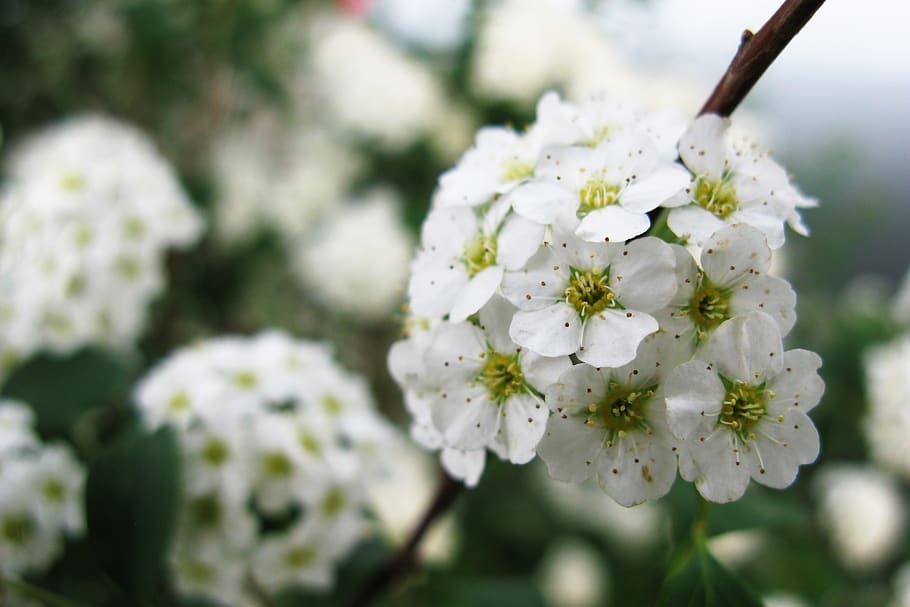 flowers, white, summer, beautiful, love, garden, bloom, flowering plant HD wallpaper