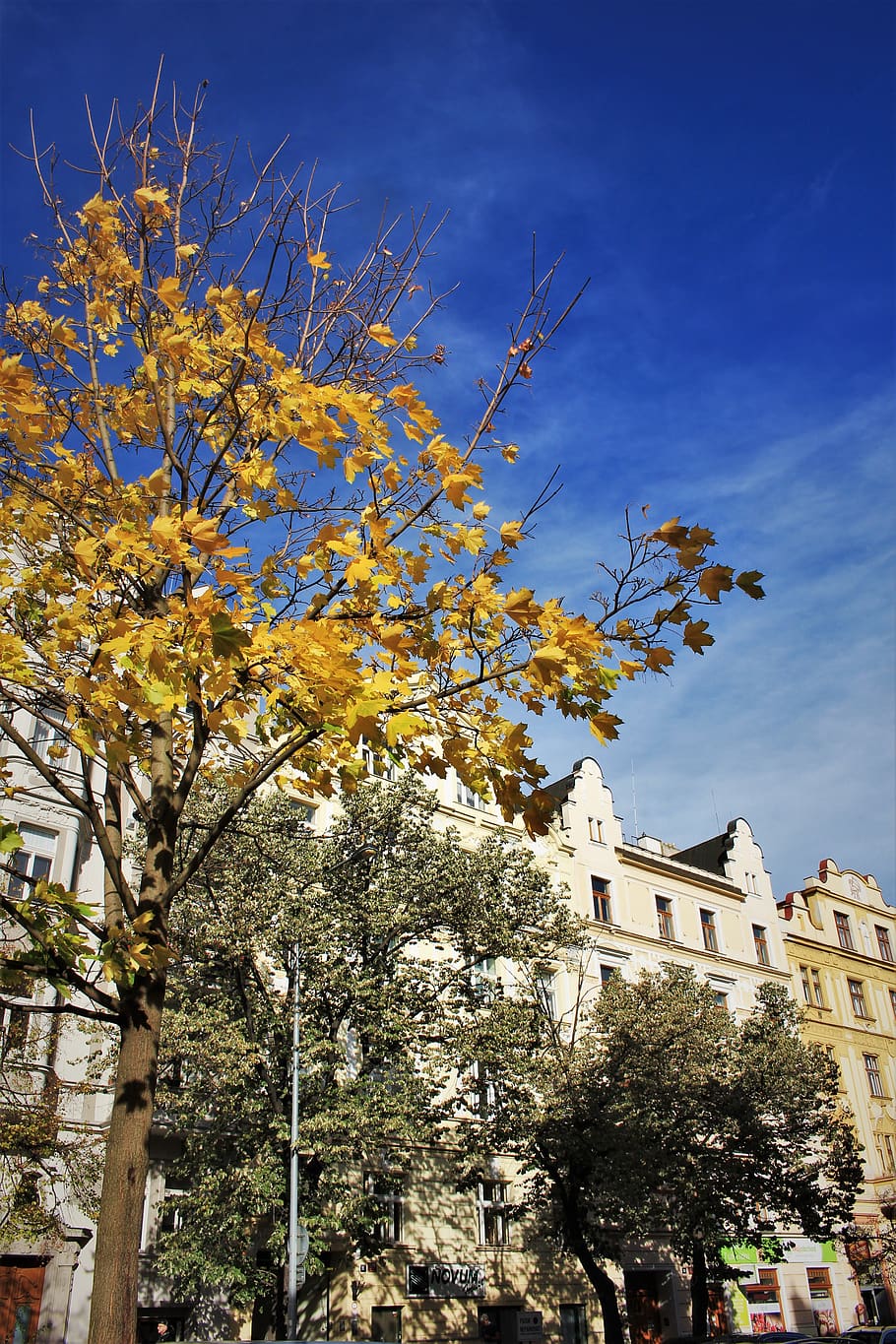 czechia, vršovice, plant, tree, building exterior, architecture HD wallpaper