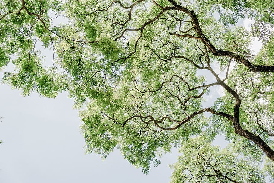 Green Leafed Tree Low Angle Photography, branch, bright, color HD wallpaper