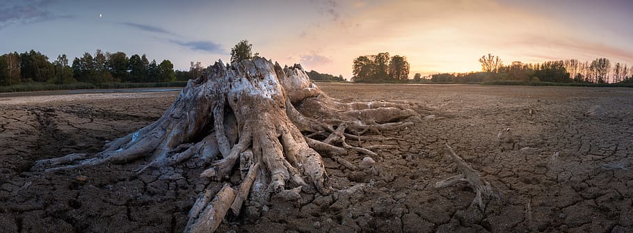 root, tree stump, dehydrated, lake, drought, old, weathered HD wallpaper