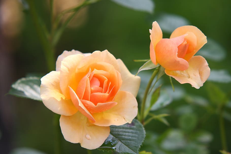 Orange Rose Flower in Bloom during Daytime, blossom, flora, flowers HD wallpaper