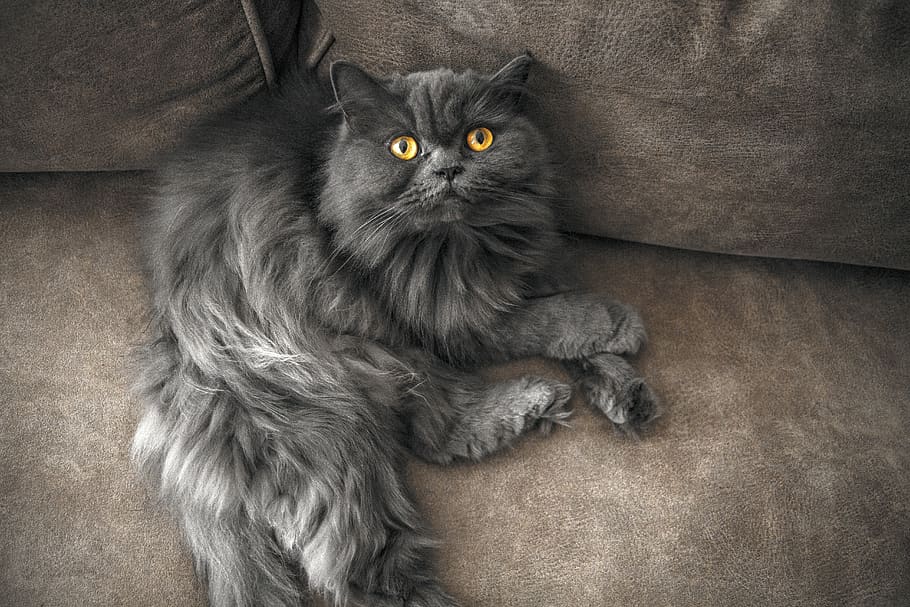 cat, home, cute, kitten, pet, animals, portrait, animalia, eyes HD wallpaper