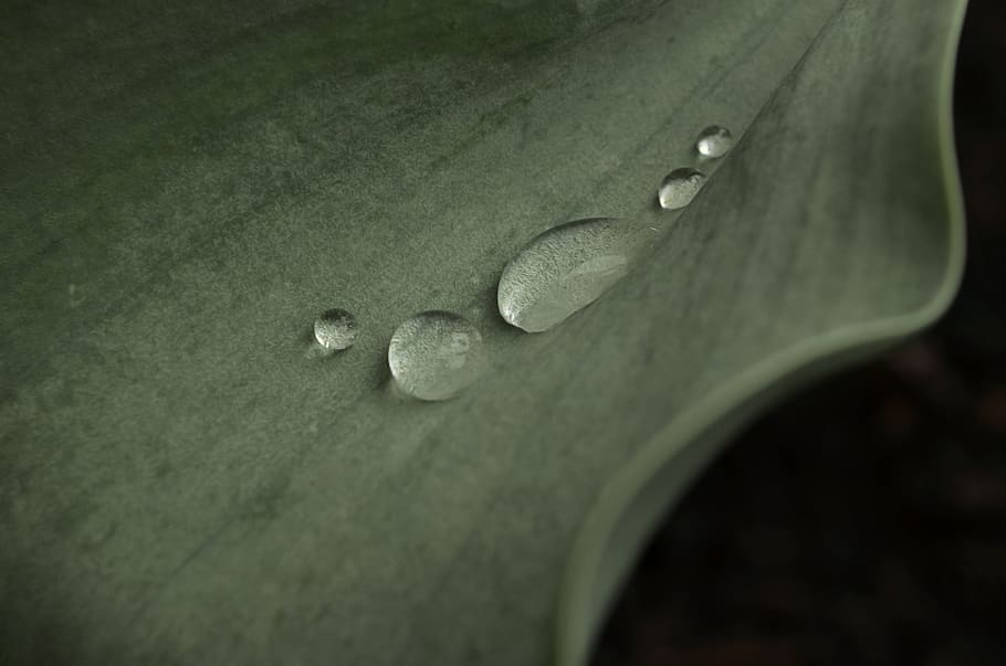 leaf, waterdrop, plant part, close-up, beauty in nature, no people HD wallpaper