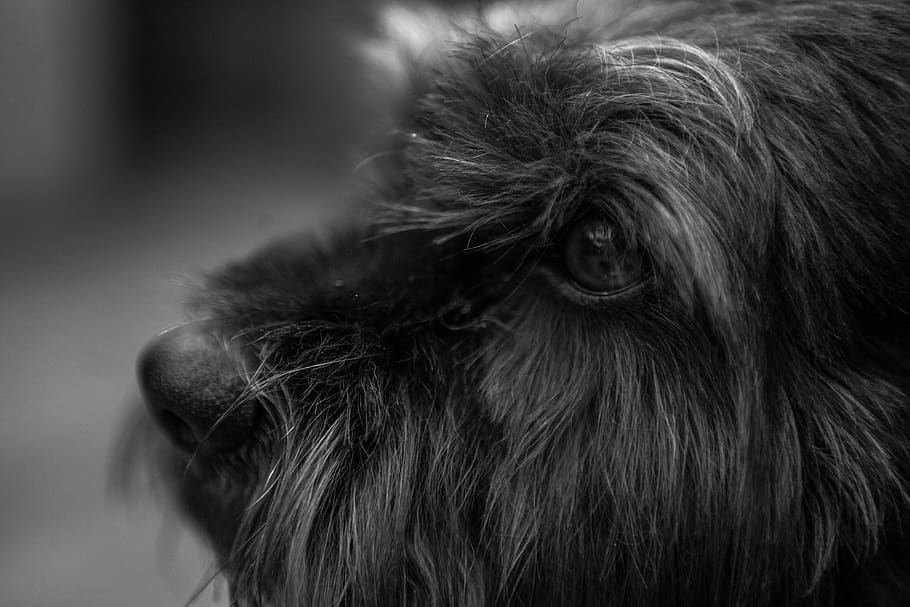 peru, lima region, dog, dramatic, eye, pet, friend, black and white HD wallpaper