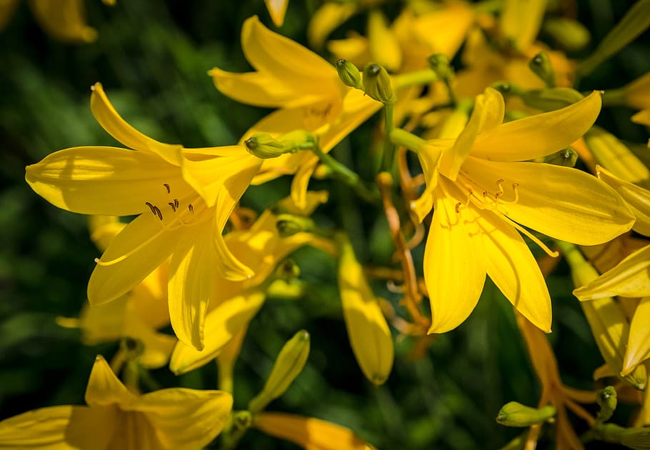 flower, bloom, summer, spring, nature, grow, bud, yellow, garden HD wallpaper