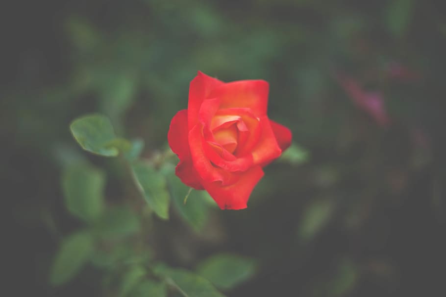 greenery, flower, rose, flowering plant, beauty in nature, petal HD wallpaper